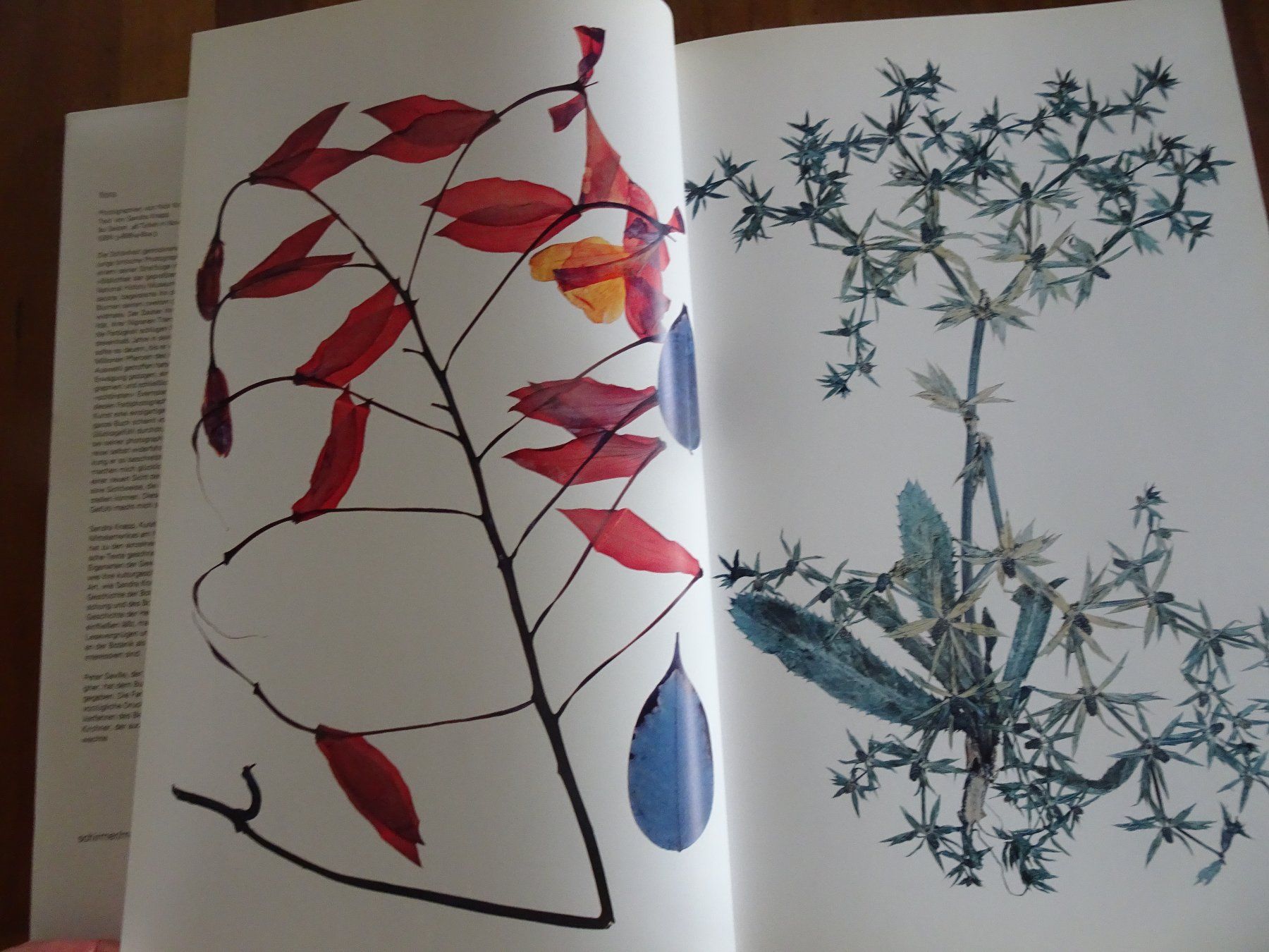 Libri: Nick Knight, FLORA – Usato da männedorf venduto da purzelchen 4