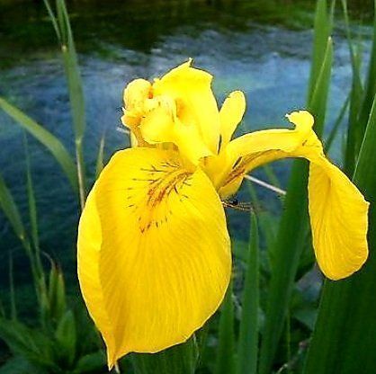 Piante & sementi: Seltener Irisblock "Eis und gelb" Rare bloc bulbe Iris – Nuovo e nell'imballaggio originale da Rovio venduto da POSITIFFARTandPLANTS 8