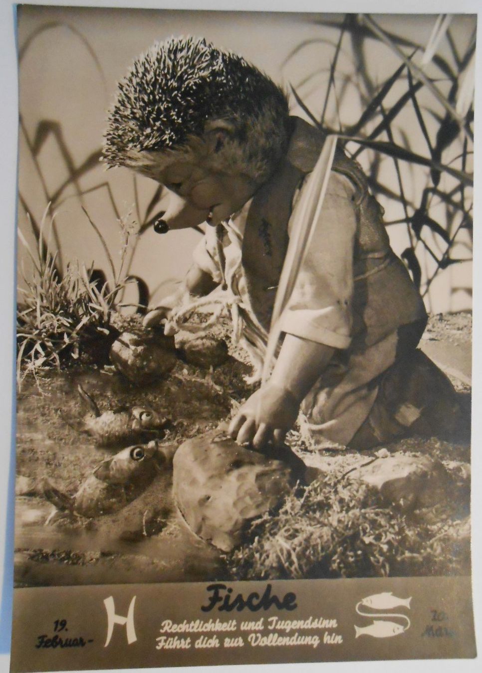 Cartoline postali: MECKI 503, Sternzeichen Fische – Usato da Bülach venduto da anska