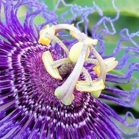 Piante & sementi: Passiflore Rustique ! (P.incarnata) 10g – Nuovo (secondo la descrizione) da Bremblens venduto da FIBONACCI369 1