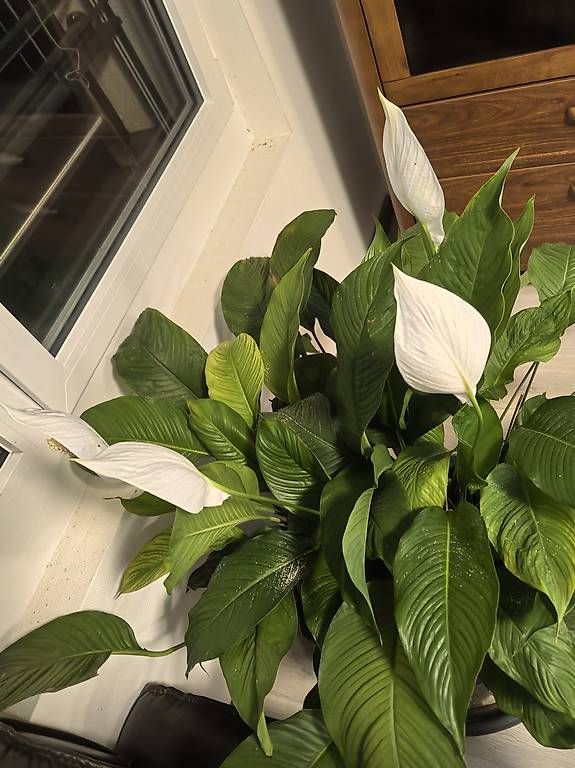Piante & sementi: Plante avec pot Spathiphyllum – Nuovo e nell'imballaggio originale da Petit-Lancy venduto da hex_6rsx