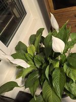 Plante avec pot Spathiphyllum