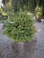 Tannenbaum