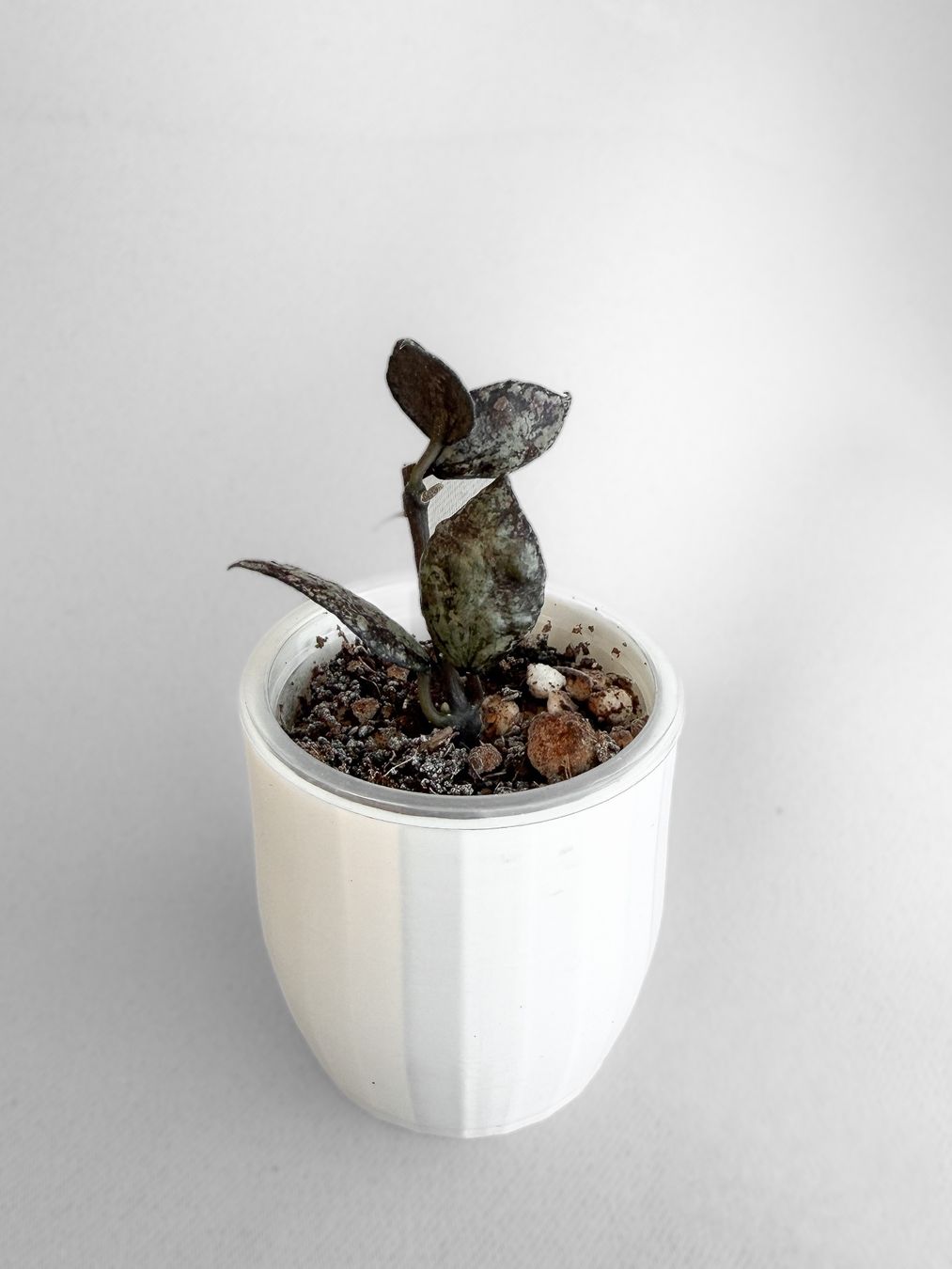 Pflanzen & Samen: Hoya Lacunosa 'Black Super Silver' – Neu (gemäss Beschreibung) aus Seuzach von animaplants