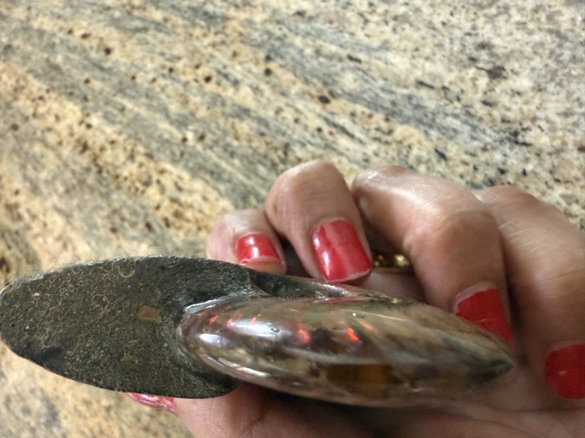 Fossili: Ammonite Ammolith echt – Nuovo (secondo la descrizione) da Oberhof venduto da RealStone 4