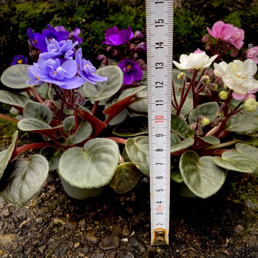 Piante & sementi: Saintpaulia Ionantha / African Violet – Nuovo e nell'imballaggio originale da Adliswil venduto da astom369 2