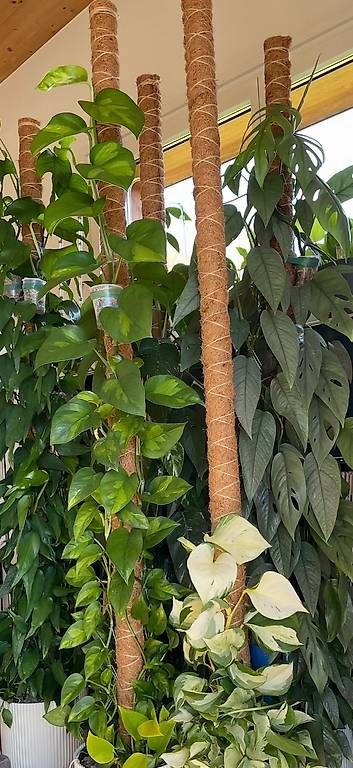 Piante & sementi: Epipremnum aureum 'Global Green' – Nuovo (secondo la descrizione) da Bühler venduto da googelibear 3