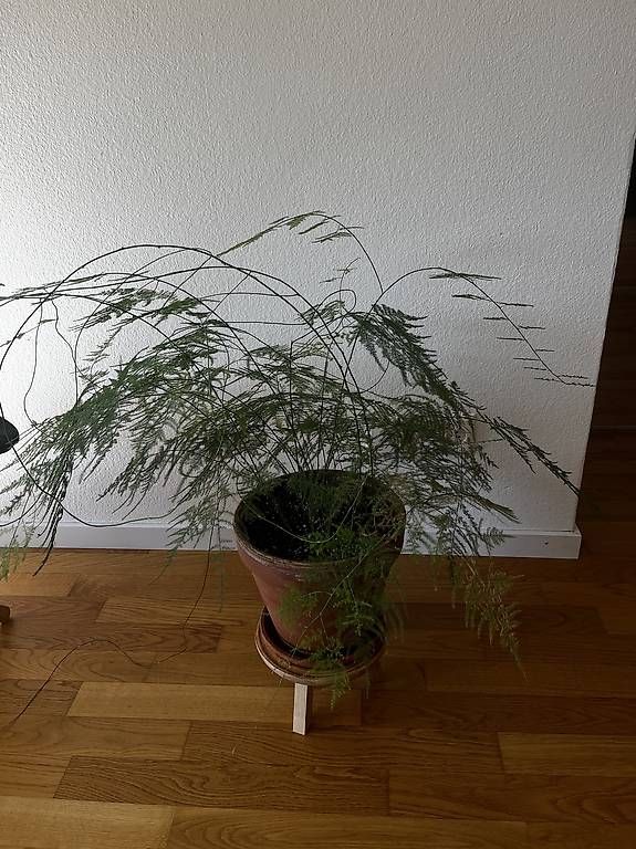 Piante & sementi: Farnspargel mit Terakotta-Topf und Ständer – Usato da Neuhausen am Rheinfall venduto da ram_kw6n 1