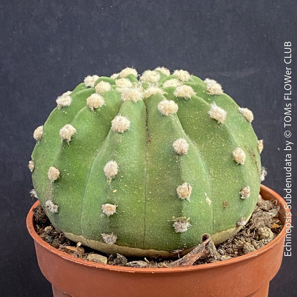 Pflanzen & Samen: Echinopsis Subdenudata - Dein "Domino" Kaktus – Neu und originalverpackt aus Adliswil von astom369 6