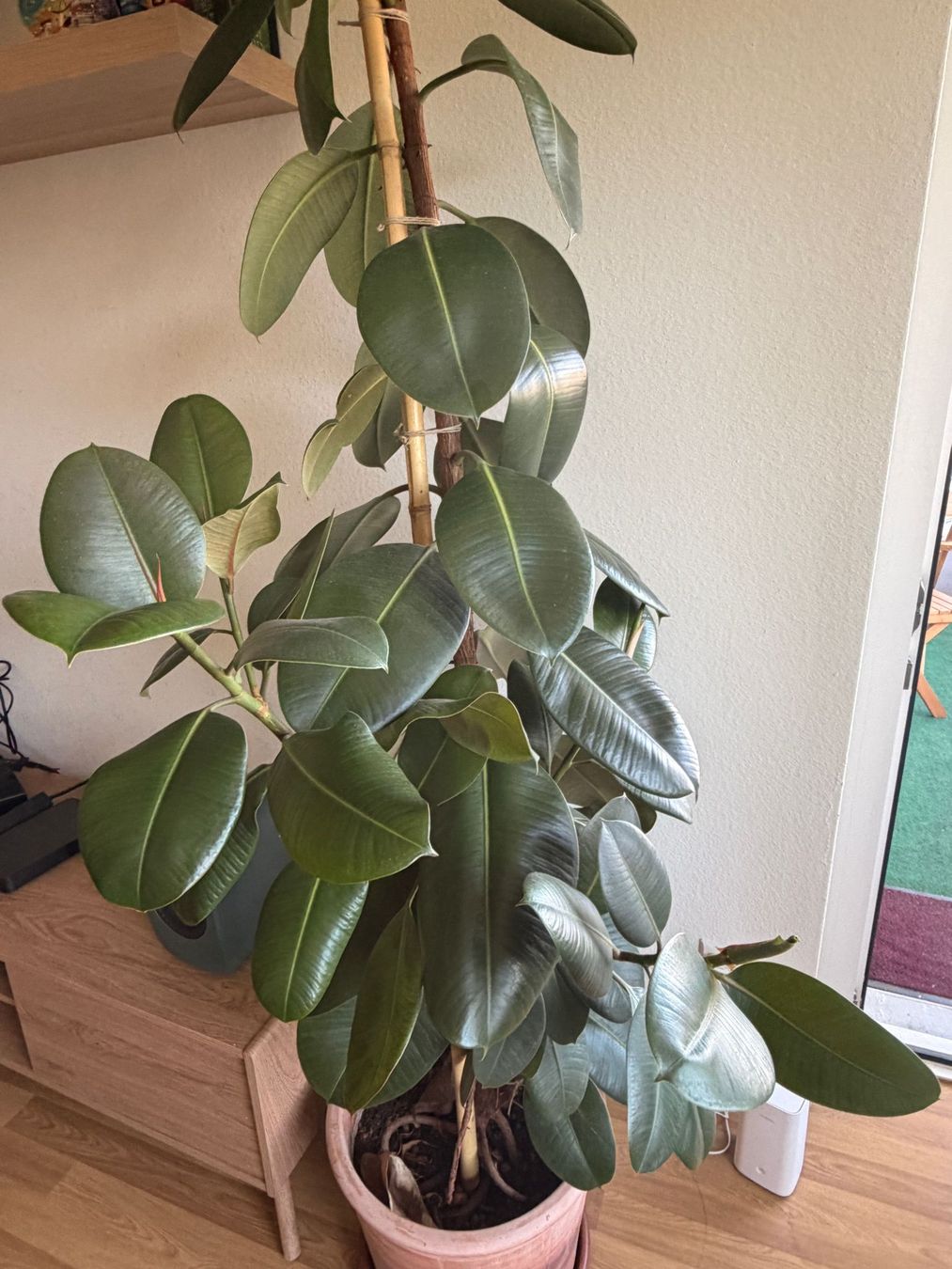 Piante & sementi: Ficus elastica plant tall good condition – Usato da Olten venduto da pan_l2rt 1