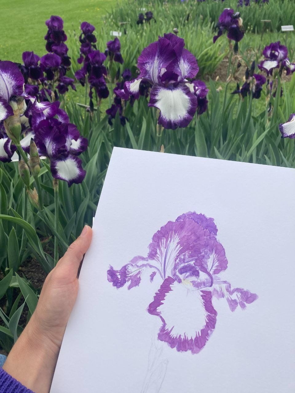 Dipinti: Die Eleganz der Irisblüte – Nuovo e nell'imballaggio originale da Zürich venduto da Margacrea 4