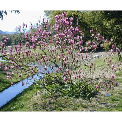 Piante & sementi: Magnolia liliflora 'Nigra'  20-30cm – Nuovo (secondo la descrizione) da Bremblens venduto da FIBONACCI369 1