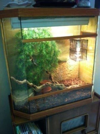 Terrario: Terrarium, Topzustand – Nuovo (secondo la descrizione) da Einsiedeln venduto da Brocki59