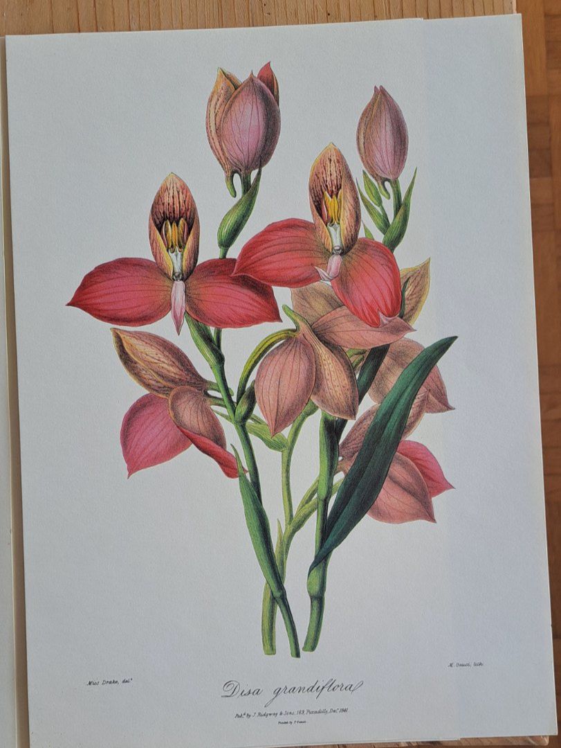 Foto & Immagini: 4 Kunstdrucke Blumen, Botanik – Nuovo (secondo la descrizione) da Thun. venduto da countrygirl12 3