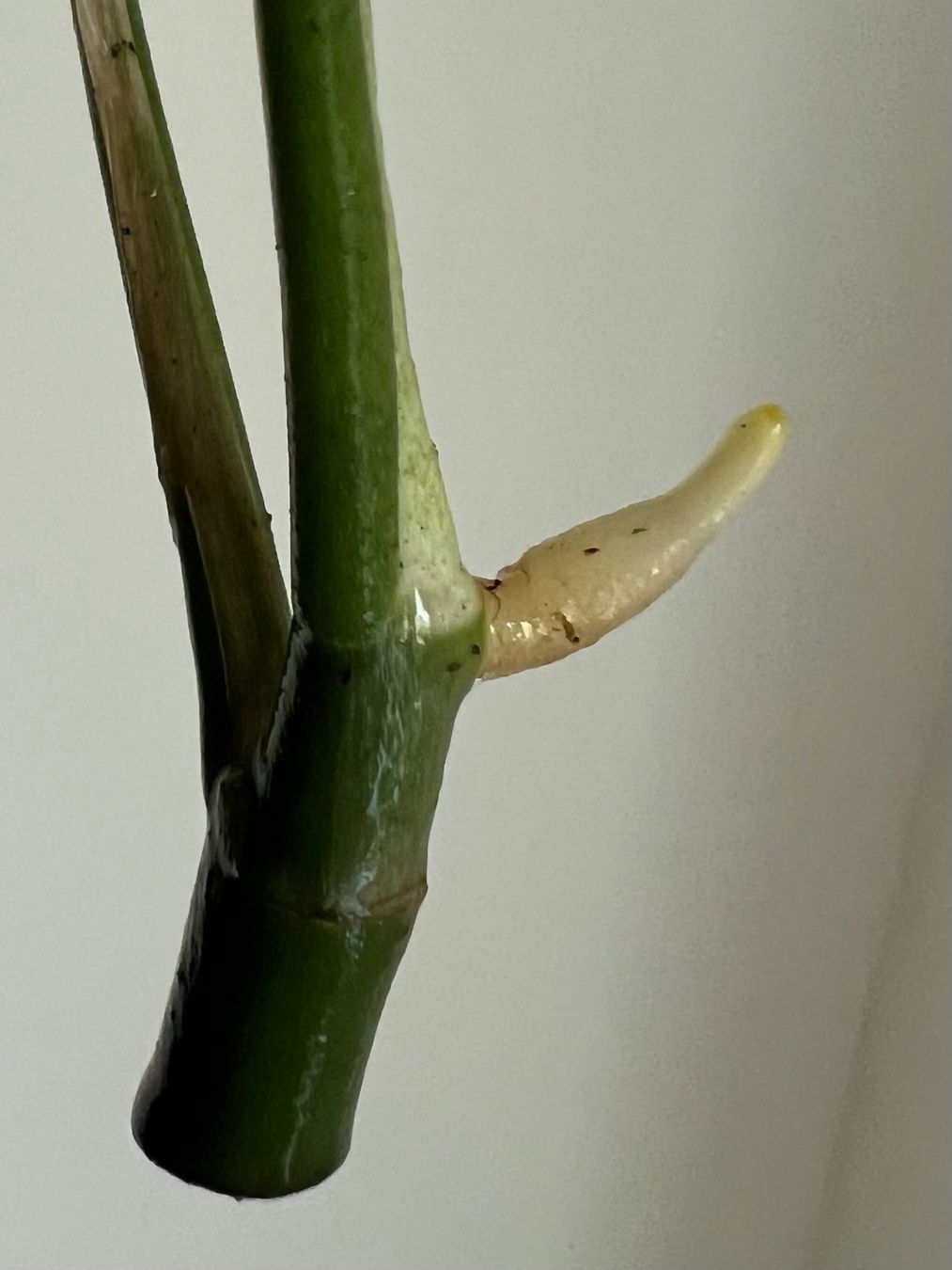 Pflanzen & Samen: Monstera minima Kopfsteckling😍 – Gebraucht aus Glattpark(Opfikon) von ste_n99y 2