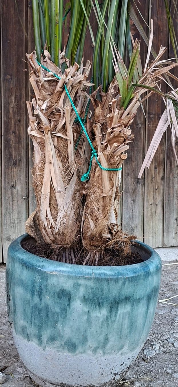 Plantes & graines: Superbe palmier – D'occasion à Le Locle par Emalac 1