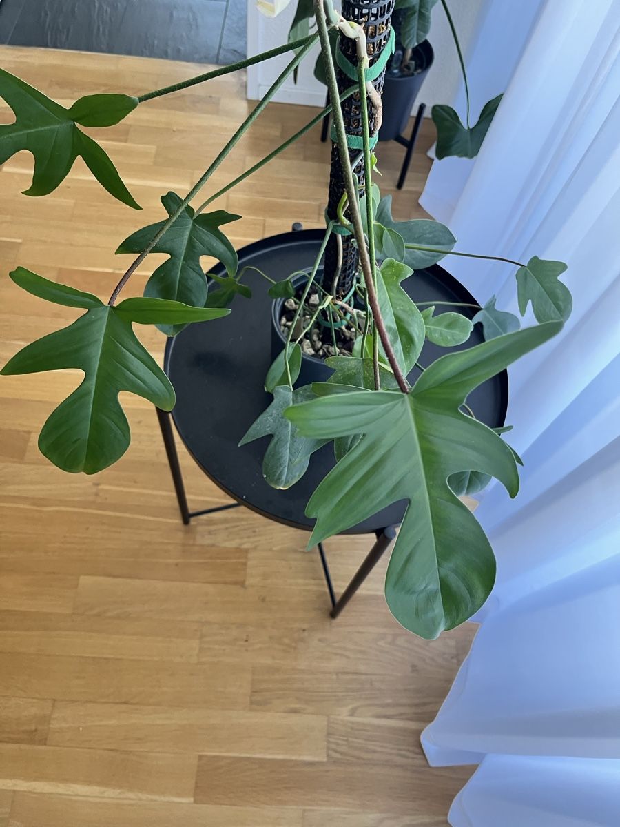 Piante & sementi:  Philodendron Florida Green 🪴 – Usato da Uster venduto da ke114 1
