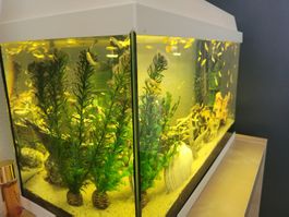 Aquarium 65l mit Zubehör & Fischen