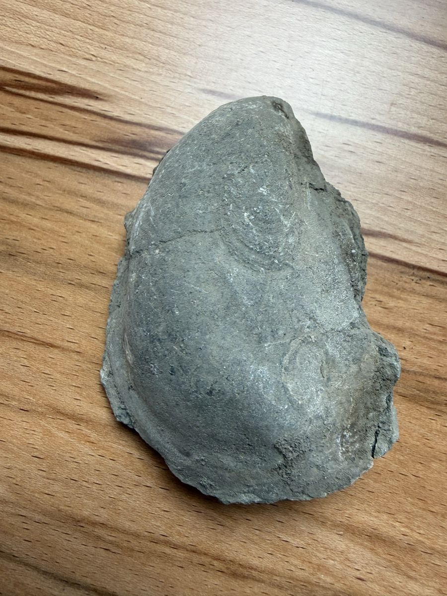 Fossilien: Versteinerte Auster – Gebraucht aus Grenchen von Bastet007 1