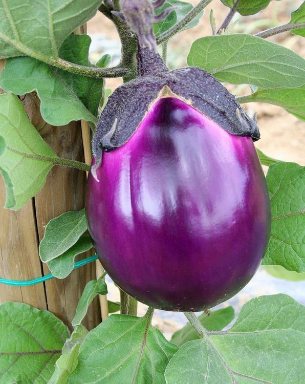 italienische Auberginen Pflanze! Kaufen auf Ricardo