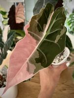Alocasia Chantrieri Pink Var.