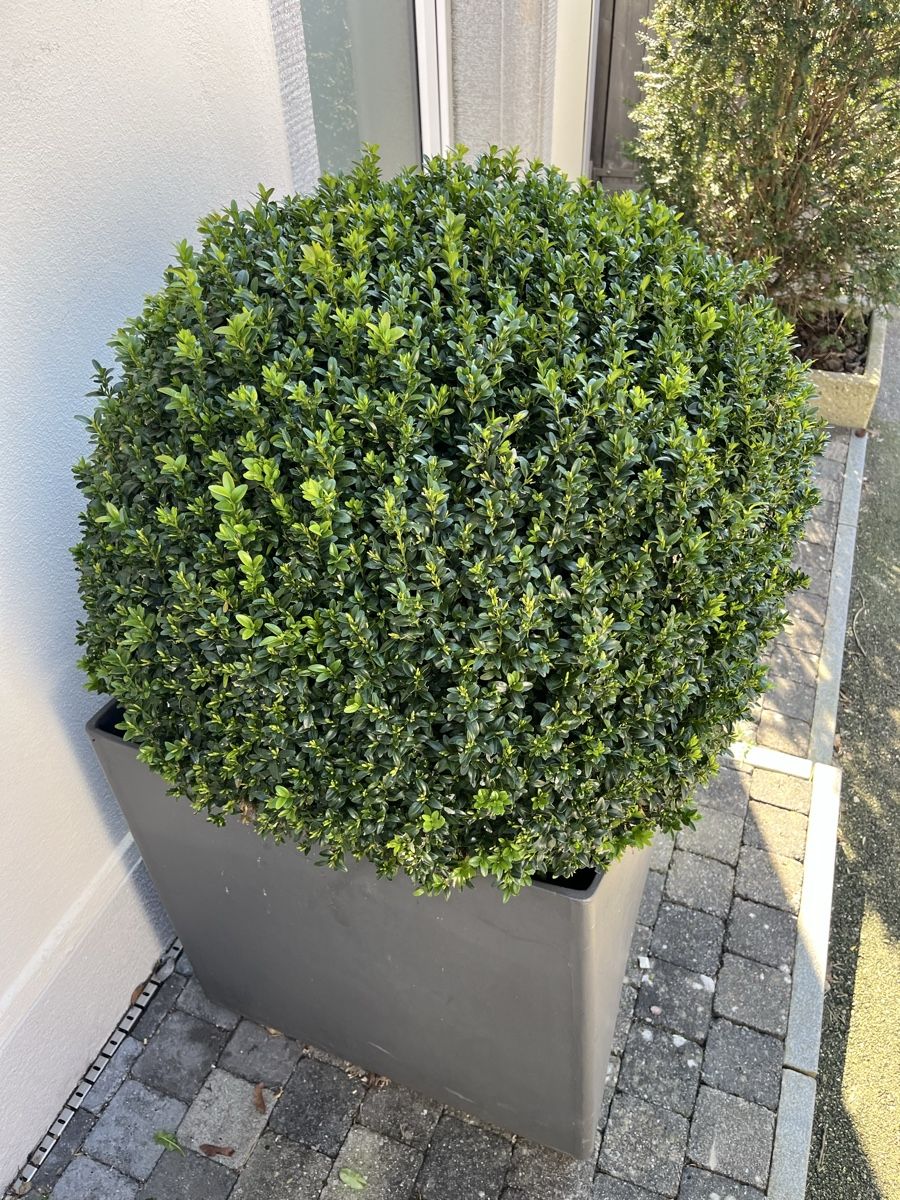 Piante & sementi: Eternit/ Topf/ Buchs /Bonsai – Usato da Bertschikon Gossau venduto da BAUSTOFFHANDELbucher 5