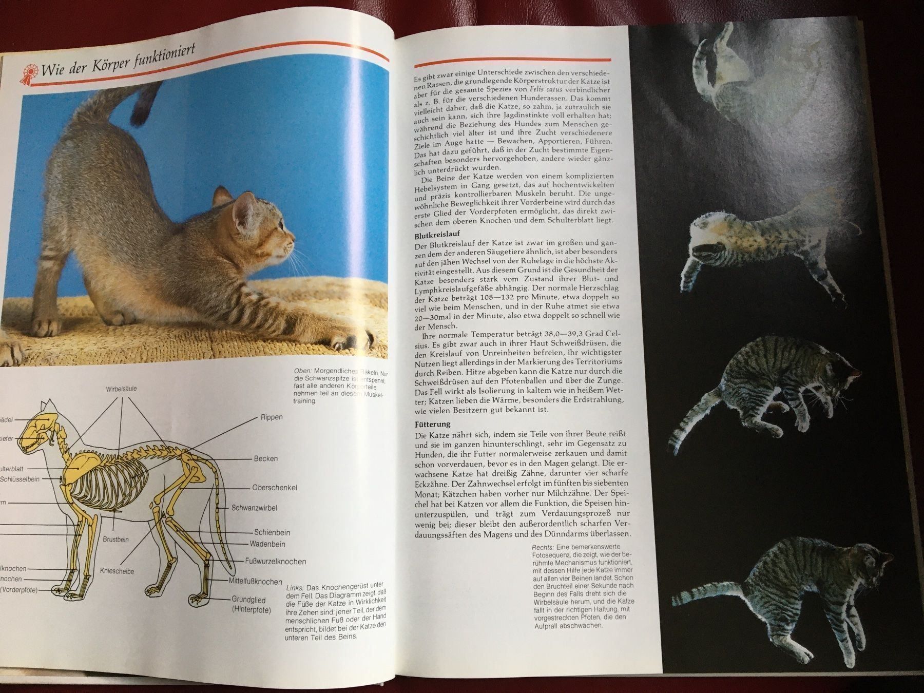 Bücher: Das grosse Katzenbuch – Gebraucht aus Arth von Vrecam51 3