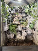Kronengecko-Terrarium  handgemachte Rückwand