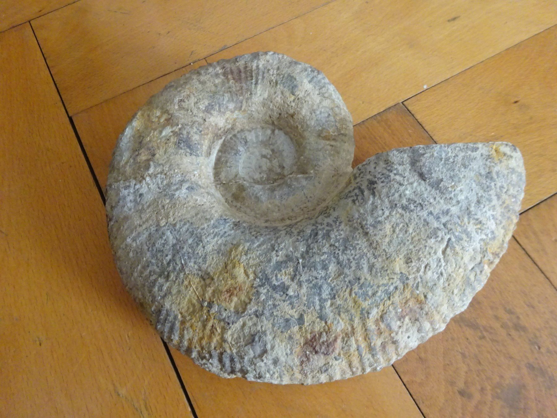 Fossilien: Grosser Ammonit / 3500 Gramm – Gebraucht aus Esslingen von eintagammeer 7