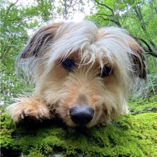 Profile image of Schmidima