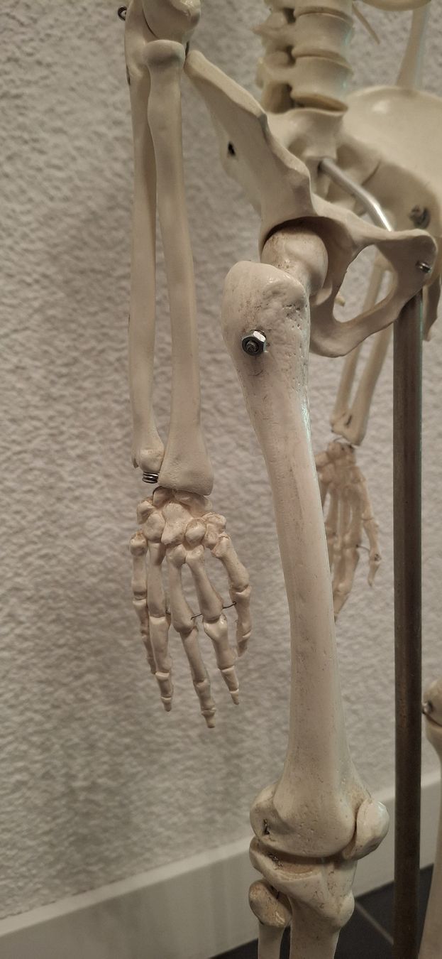 Kit di modellismo & Modellini statici: Anatomie-Modell Skelett, Halloween Deko Idee – Usato da Grosshöchstetten venduto da pas_jdb8 3