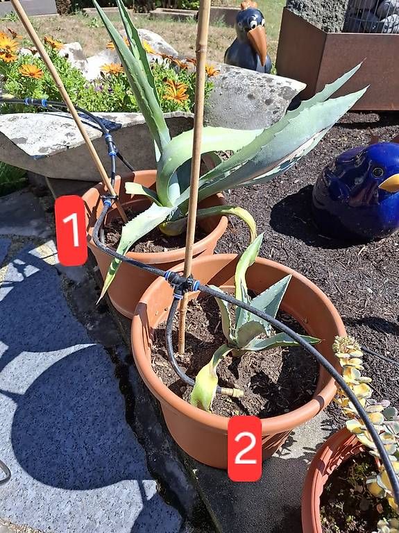 Plantes & graines: Agave – D'occasion à Siegershausen par Dragauner69