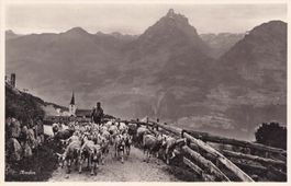 Amden SG // ca. 1940 Ziegenhirt Ziegenherde Sommer