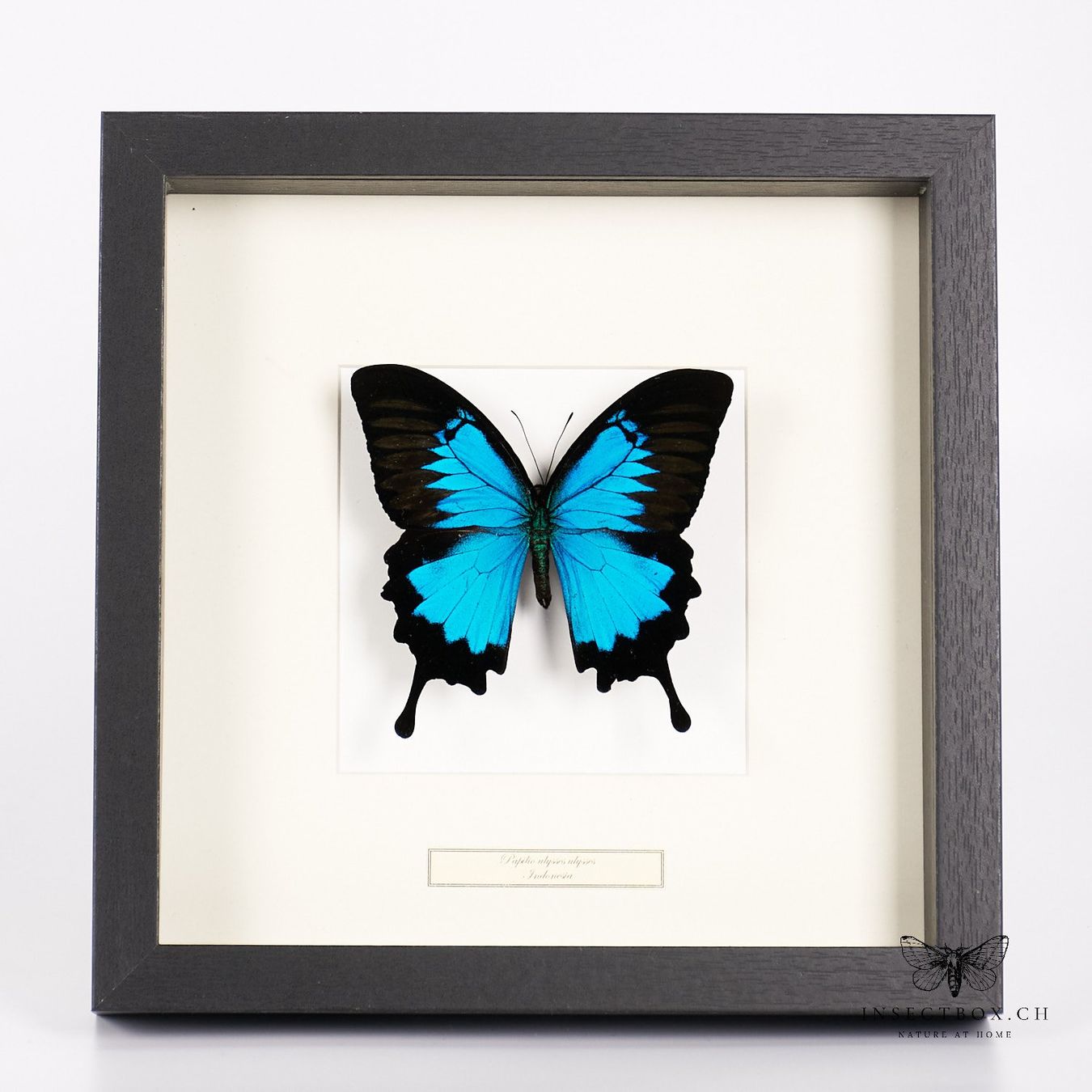 Il mondo degli animali: Blauer Gebirgsschwalbenschwanz Schmetterling - Papilio – Nuovo (secondo la descrizione) da Ostermundigen venduto da CarmineHome