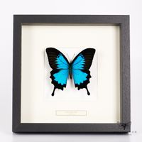 Blauer Gebirgsschwalbenschwanz Schmetterling - Papilio