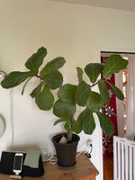 Wunderschöne Ficus Lyrata - ein Baum für Ihr Zuhause!