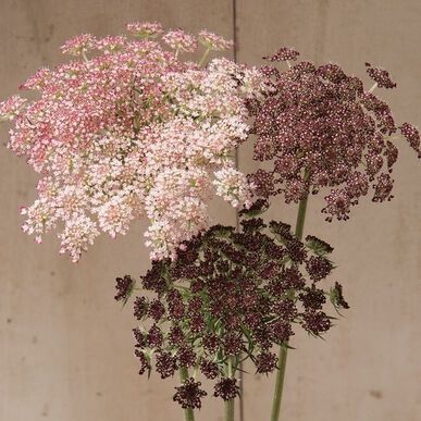 Pflanzen & Samen: 300 Samen DAUCUS DARA Wilde Möhre – Neu (gemäss Beschreibung) aus Ehrendingen von VerveinaSamen 1