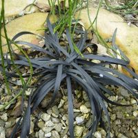 Ophiopogon noir  2x