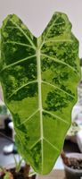 🤩Alocasia Frydek Albo Highly Vari.super Genetik Rhizom 