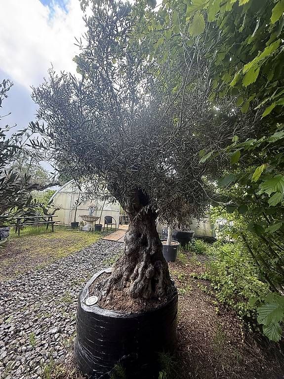 Piante & sementi: Olivenbaum "Olea Europea 22" – Usato da Zuckenriet venduto da Thur_Plant 6