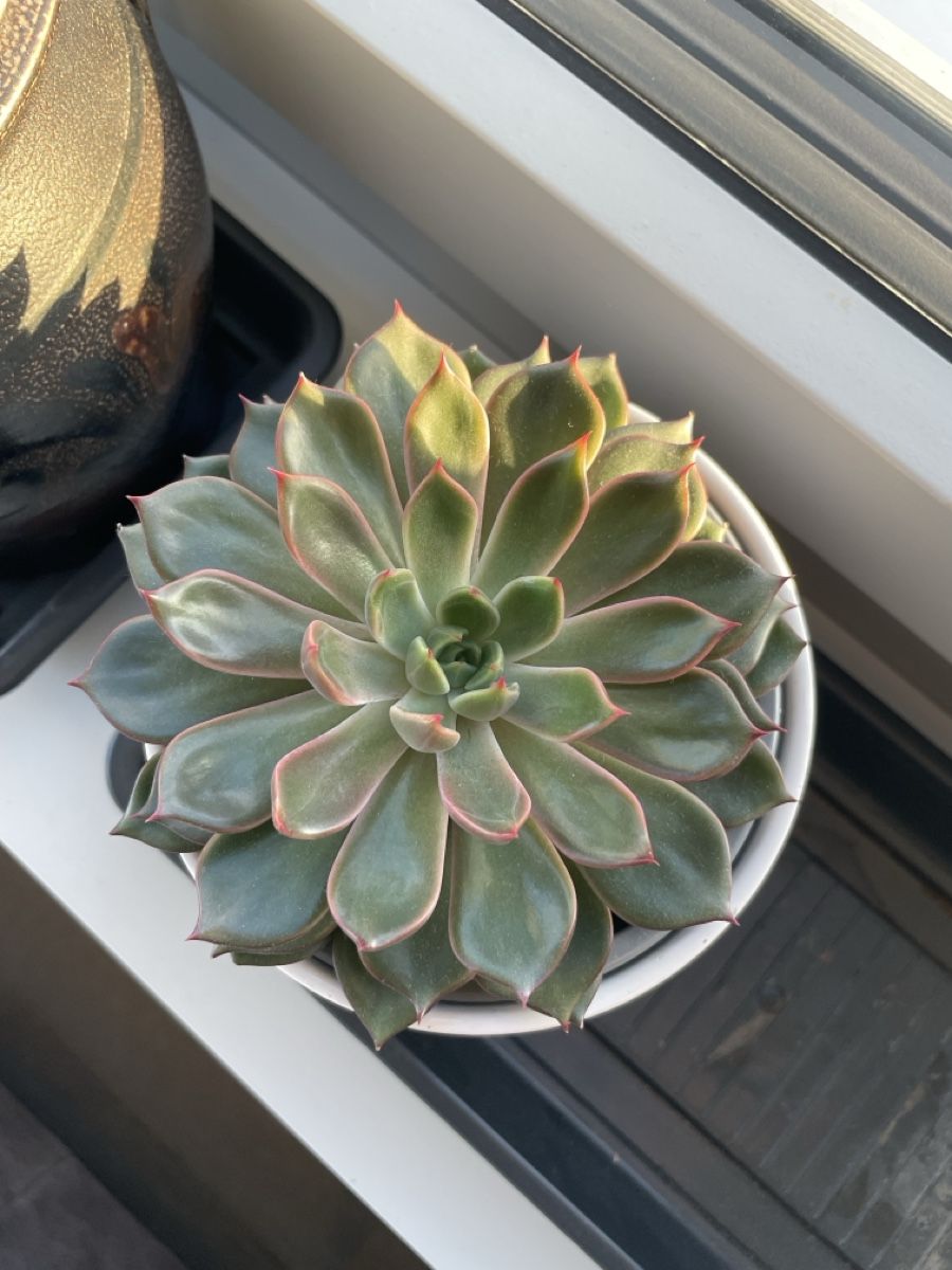 Piante & sementi: Cactus, Echeveria succulent green red leaf  – Usato da Uster venduto da momogarden