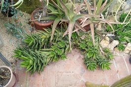 Aloe mitriformis – 49 Jahre alte Pflanze