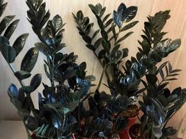 Seltene Zamiokulas schwarz “RAVEN” 40-50 cm Gesund‪