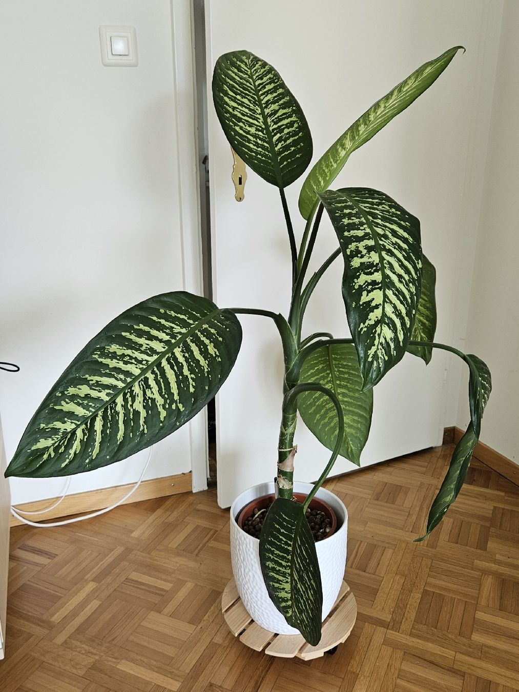 Piante & sementi: Zimmerpflanze "Dieffenbachia" – Usato da Emmenbrücke venduto da L_W