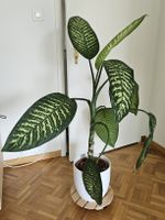 Zimmerpflanze "Dieffenbachia"