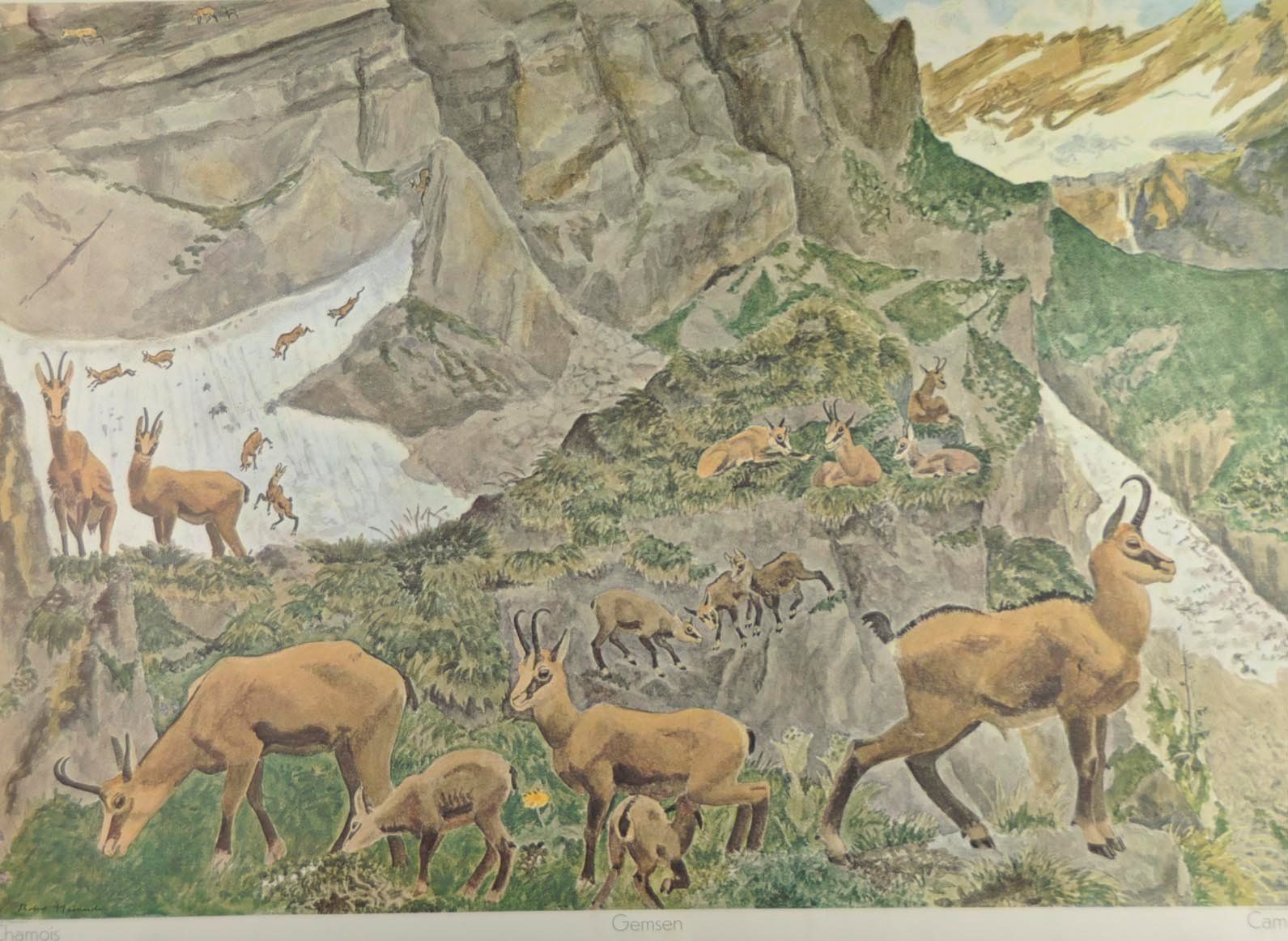 Poster & Bilder: Schulwandbild "Gemsen" Robert Hainard @TI – Gebraucht aus Härkingen von sammelbecken 2