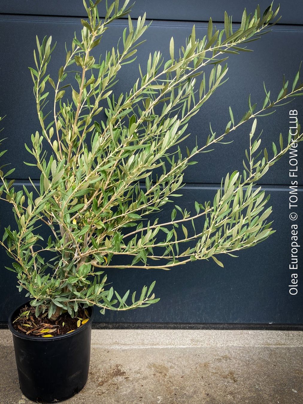 Piante & sementi: Olivenbaum - OLEA EUROPAEA - schönes Bäumchen – Nuovo e nell'imballaggio originale da Adliswil venduto da MarkyForest