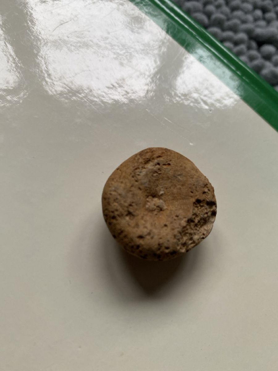 Fossili: Seeigel-Fossil – Usato da Liestal venduto da Stephanoceras1 2