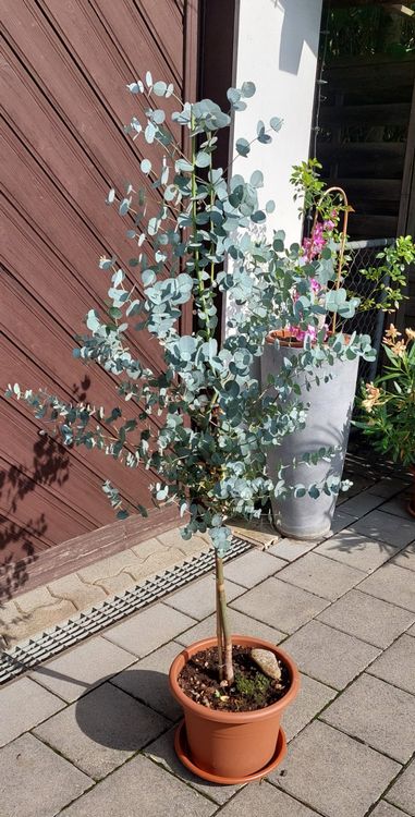 Eukalyptus Gunnii Pflanze Kaufen auf Ricardo