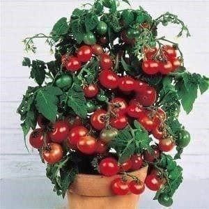 Pflanzen & Samen: TOMATE DE COLLECTION ! PERLE TCHEQUE 10g – Neu (gemäss Beschreibung) aus Bremblens von FIBONACCI369 1
